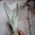 睿凡多肉白玉虎皮兰盆栽花卉植物