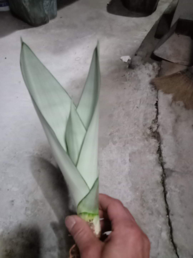 睿凡多肉白玉虎皮兰盆栽花卉植物
