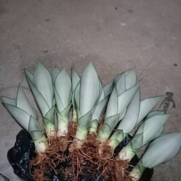 睿凡多肉白玉虎皮兰盆栽花卉植物