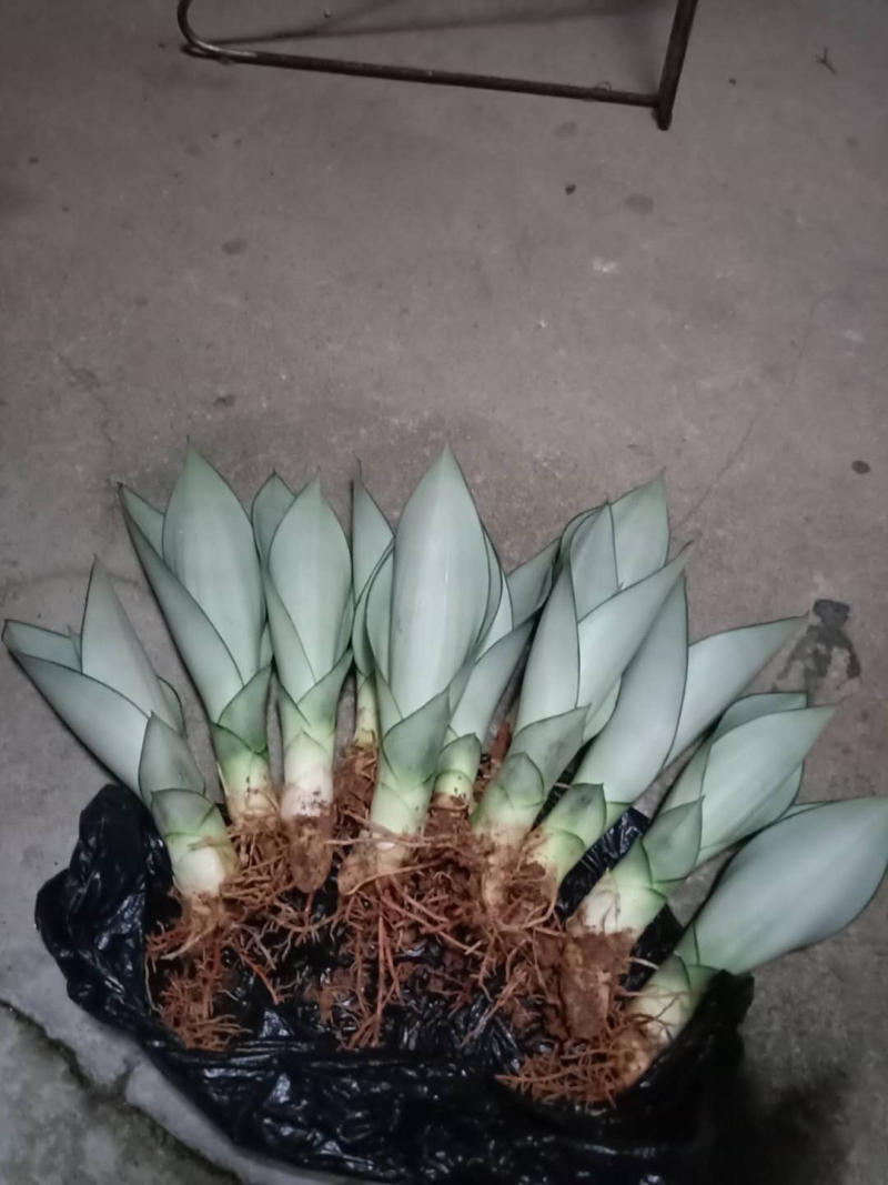 睿凡多肉白玉虎皮兰盆栽花卉植物