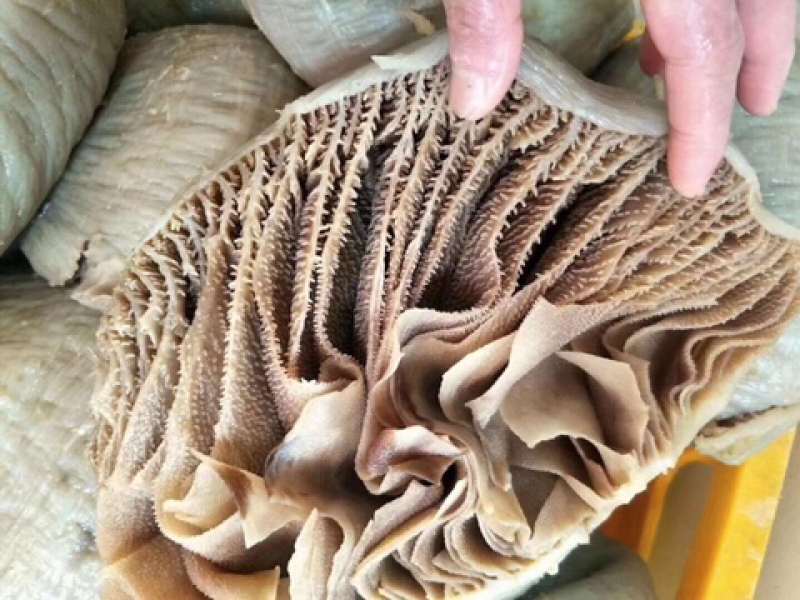 重庆火锅食材水发黑个子本色个子毛肚自助餐供应