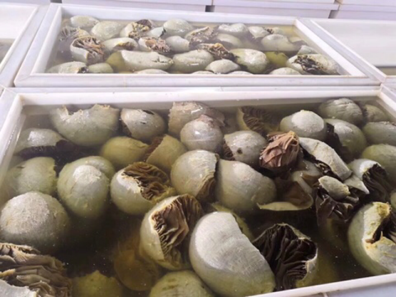 重庆火锅食材水发黑个子本色个子毛肚自助餐供应