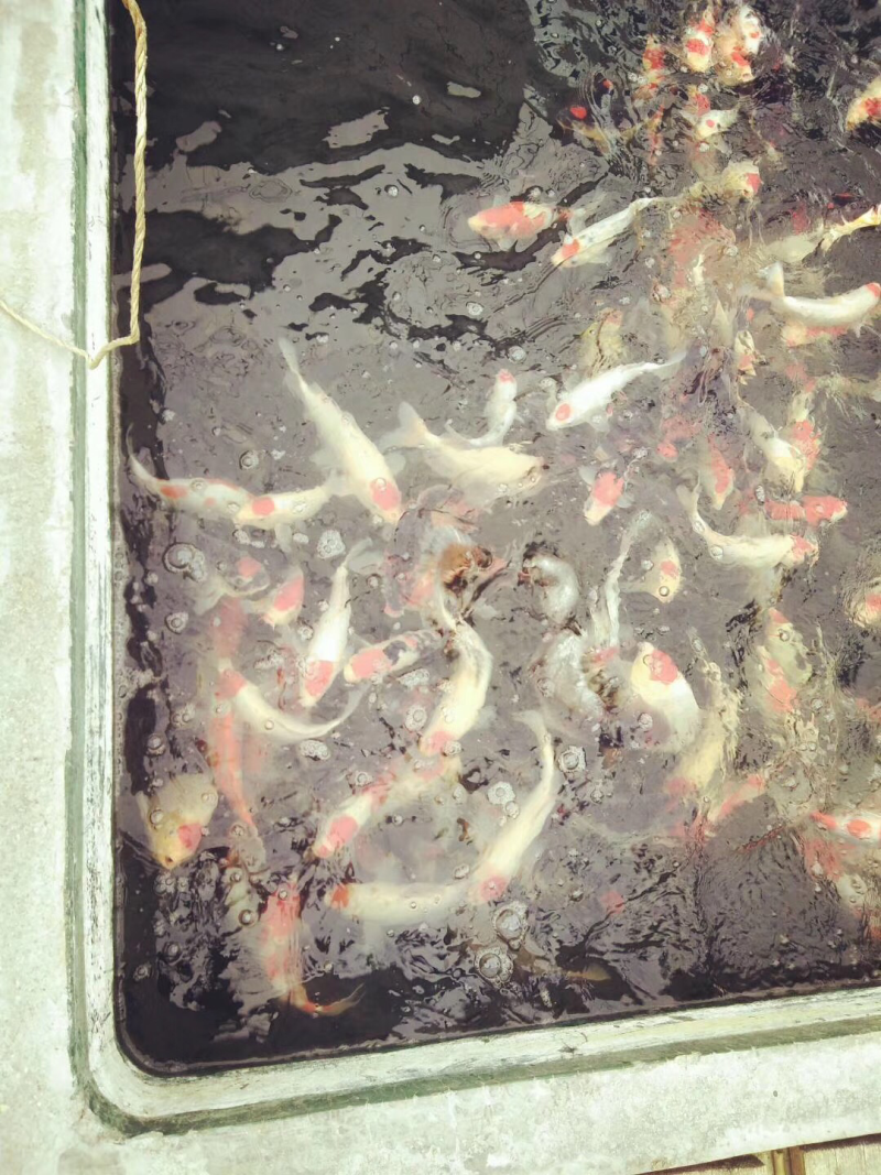 草鱼苗花鲢苗白鲢苗鲤鱼苗鲫鱼苗青鱼苗武昌鱼苗泥鳅苗等