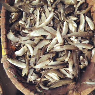 草鱼苗花鲢苗白鲢苗鲤鱼苗鲫鱼苗青鱼苗武昌鱼苗泥鳅苗等