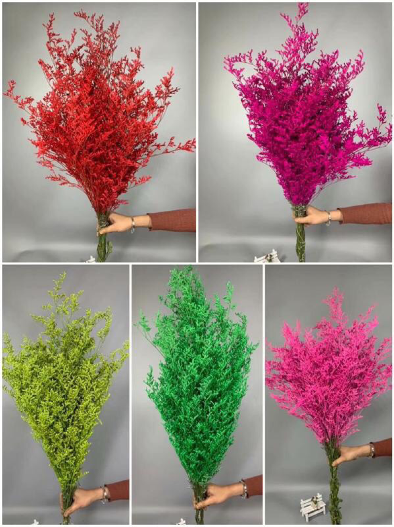 情人草5支5色随机混搭云南鲜花绿植基地直供包邮一件代发