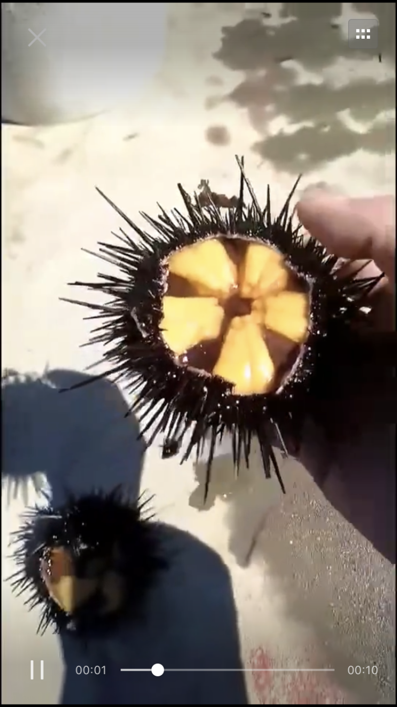 常年供应各种海胆