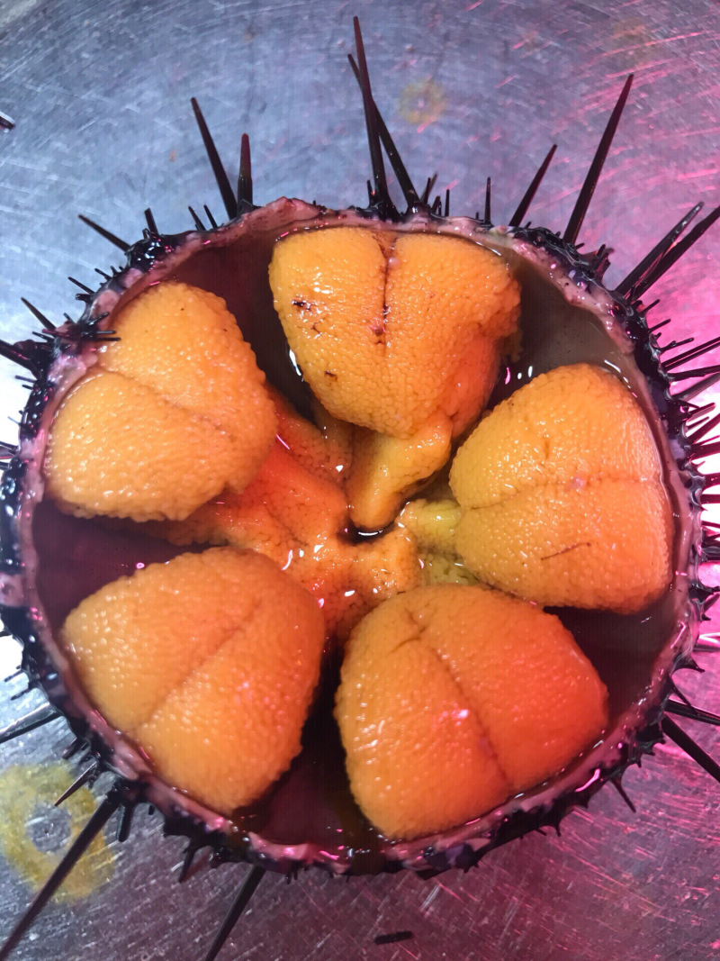 常年供应各种海胆