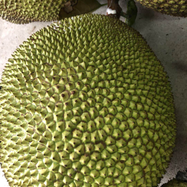 菠萝蜜