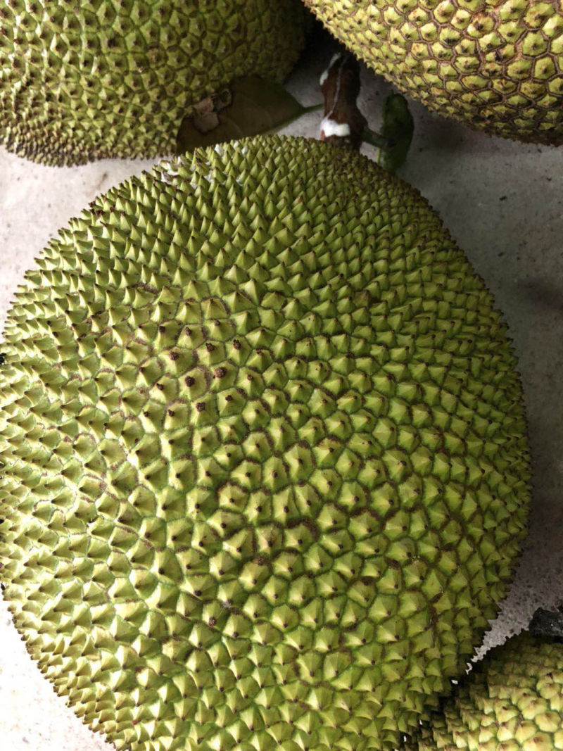 菠萝蜜