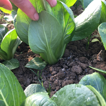 优质油菜小青菜长期供应日供2万斤
