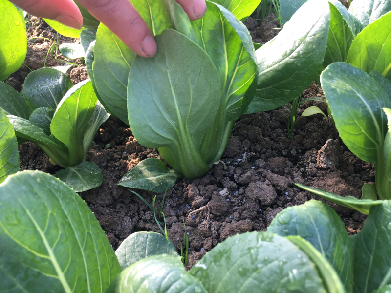 优质油菜小青菜长期供应日供2万斤