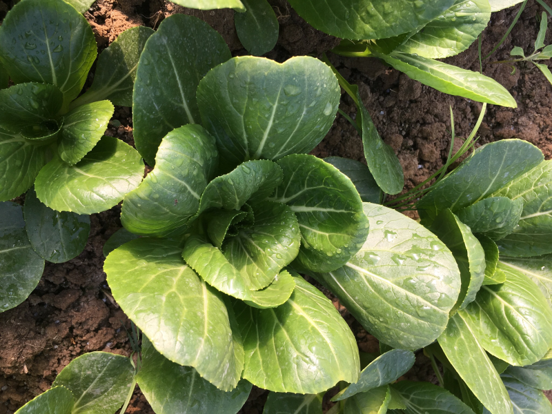 优质油菜小青菜长期供应日供2万斤