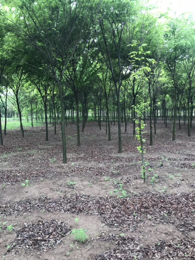 榉树