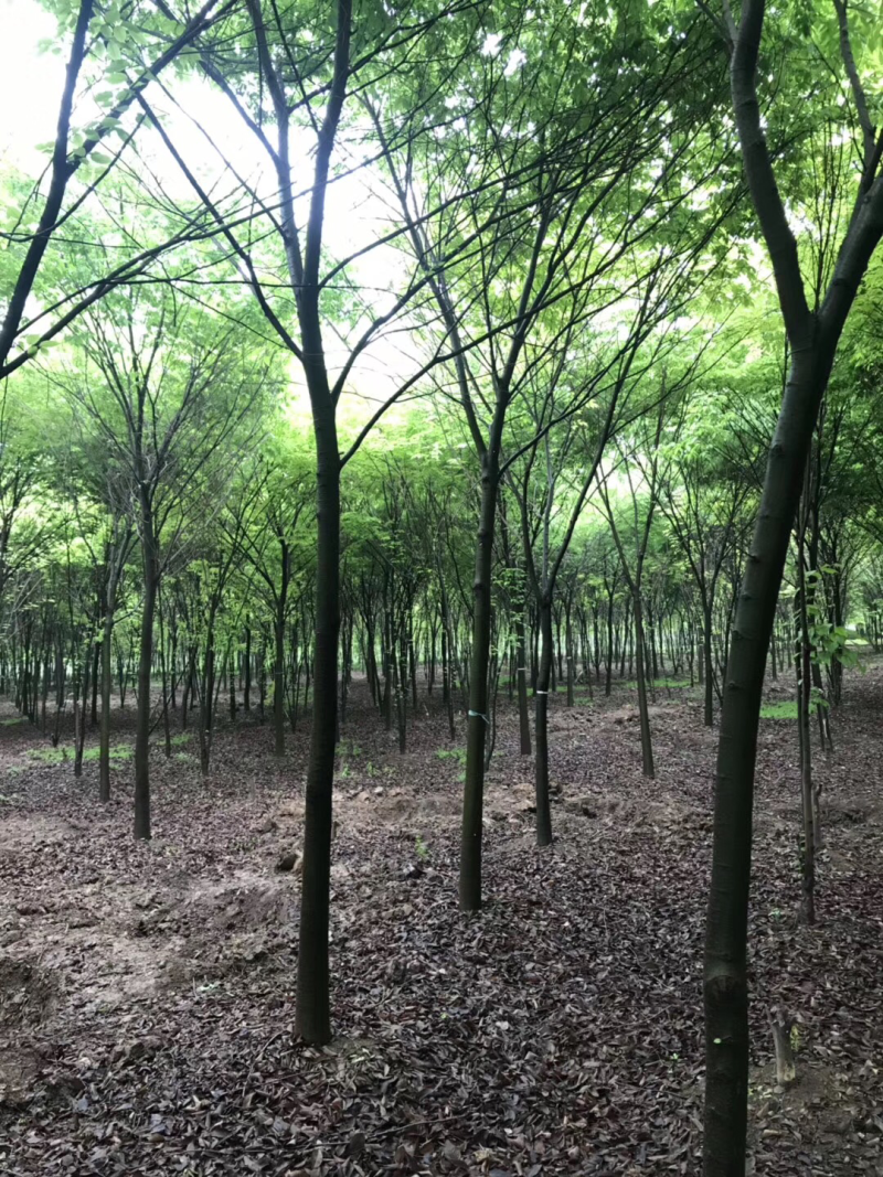 榉树