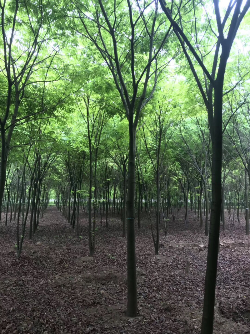 榉树