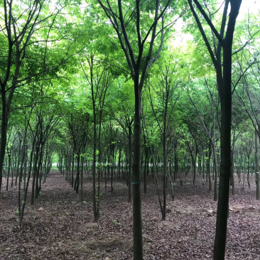 榉树