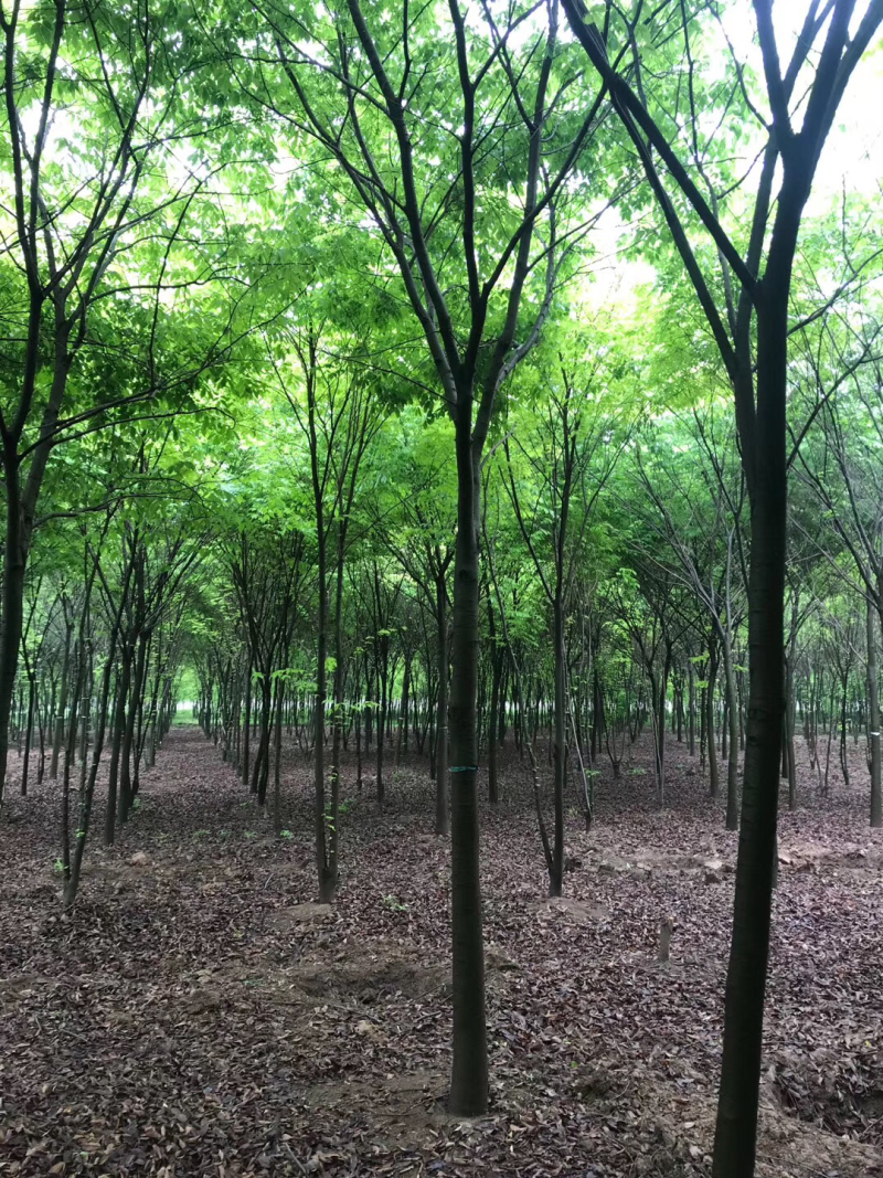 榉树