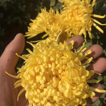 菊花苗