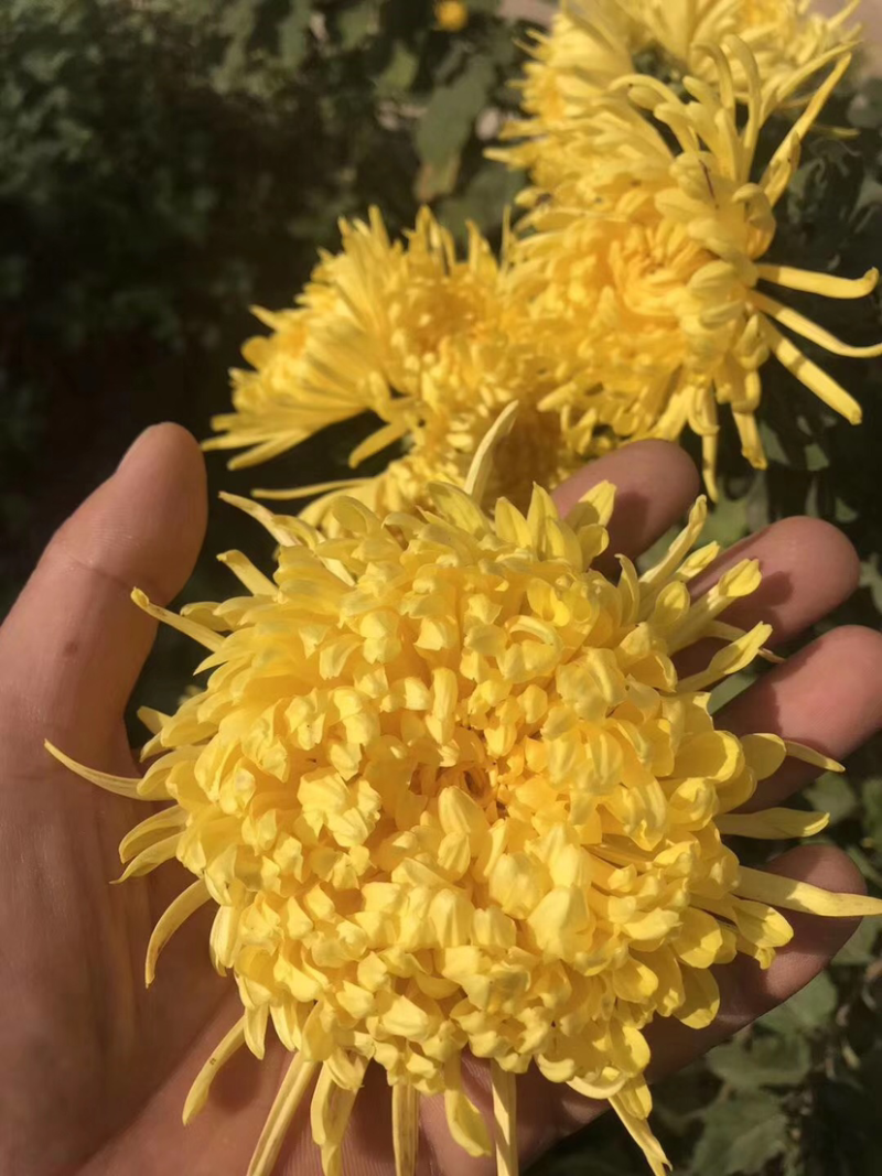 菊花苗