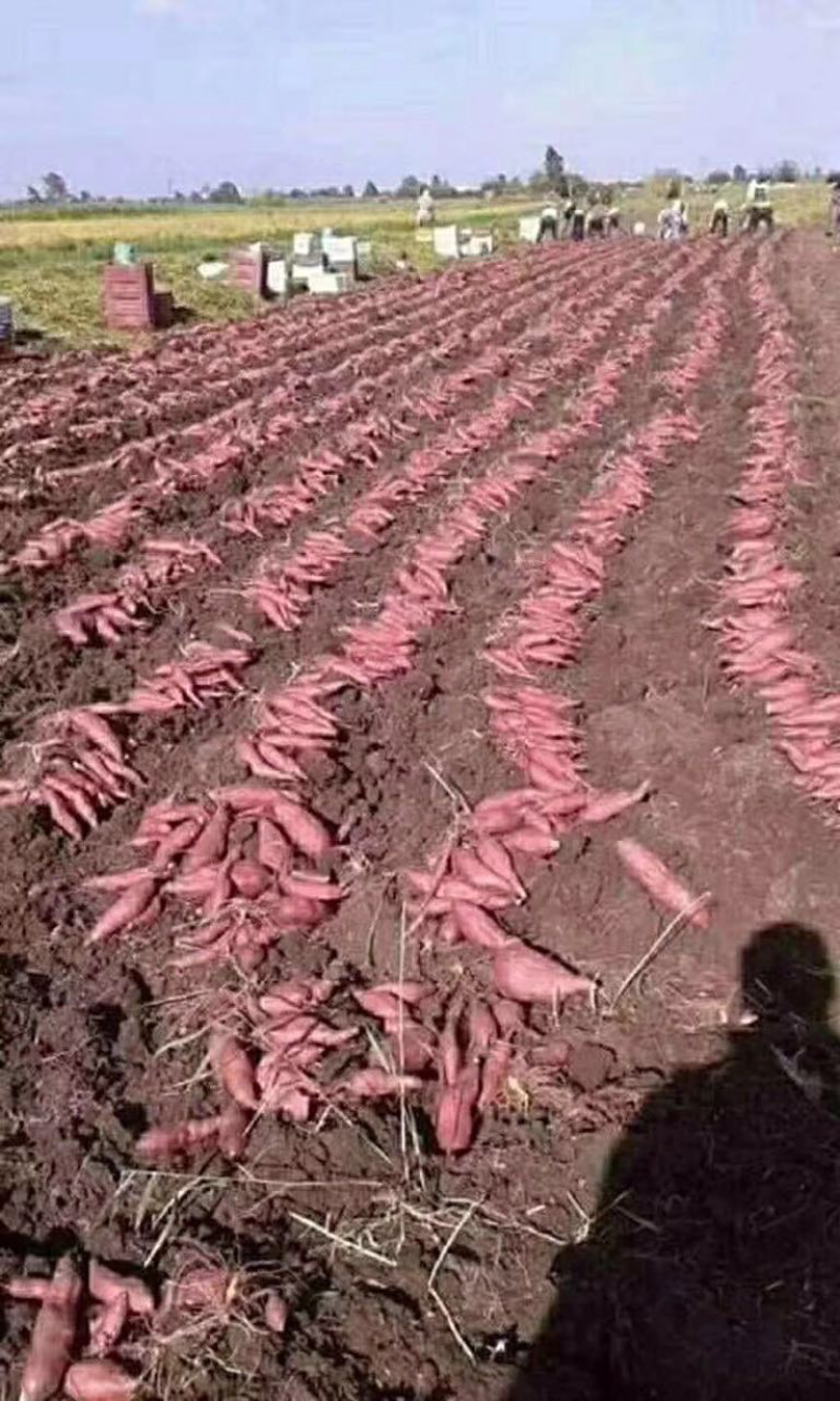 越南板栗红薯支持电商微商一件代发