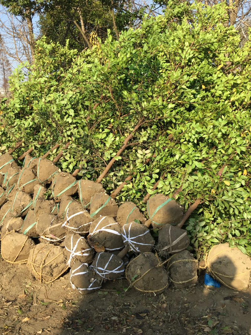 蚊母，纹母树，中华纹母，纹母苗，文母树2一15公分，规规