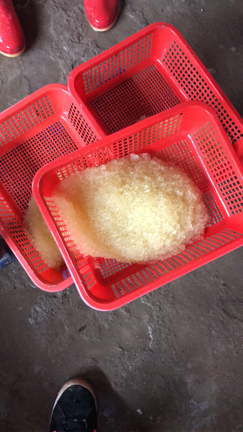 现货原种斑点叉尾鮰水花正在热线中