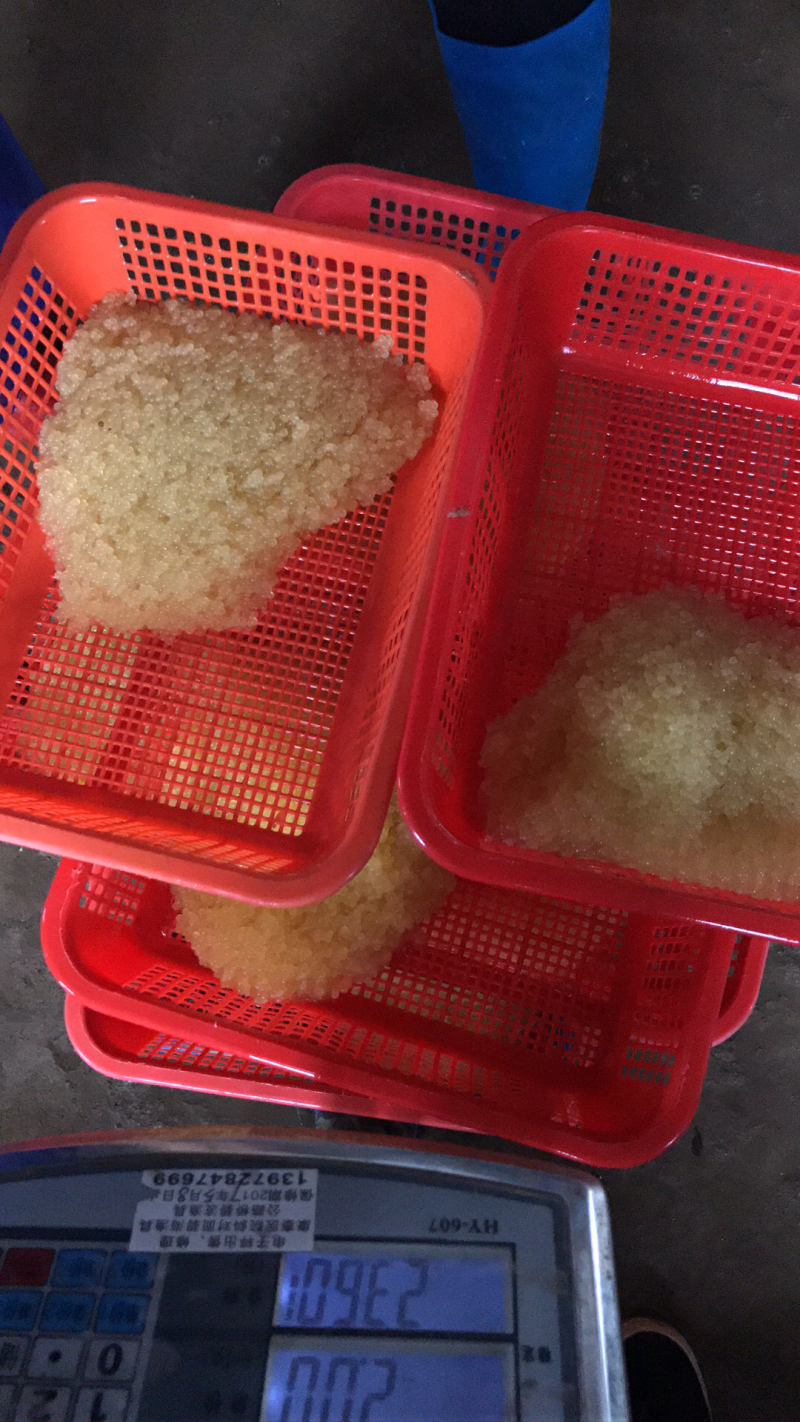 现货原种斑点叉尾鮰水花正在热线中