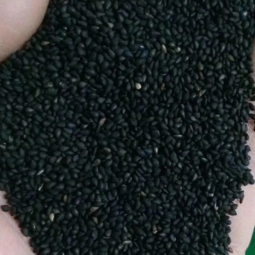 黑芝麻