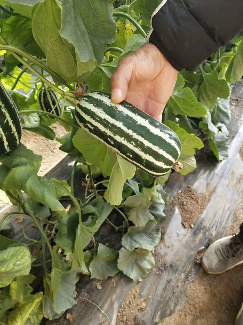 河南博洋9甜瓜直供玻璃脆甜瓜博洋9号甜瓜、博洋蜜瓜