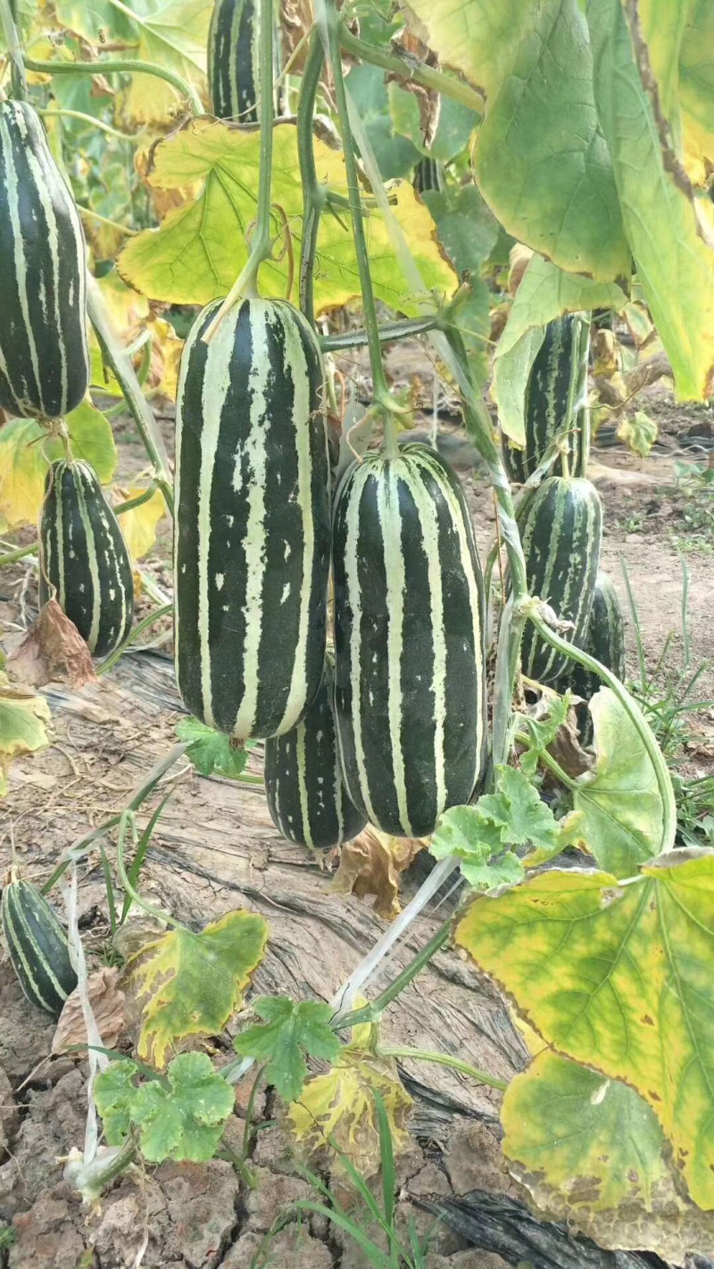 河南博洋9甜瓜直供玻璃脆甜瓜博洋9号甜瓜、博洋蜜瓜