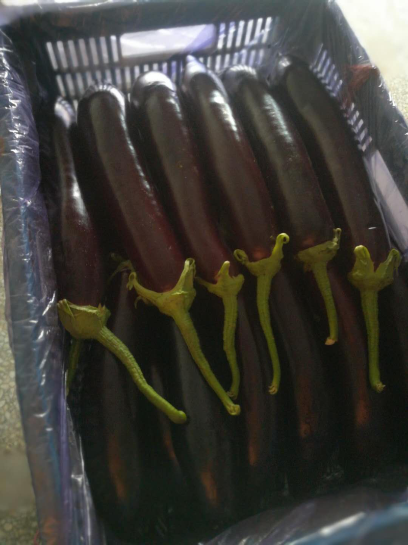 寿光精品765，货源充足，茄子好。
