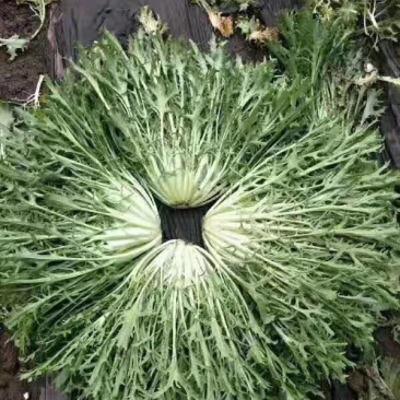 苦菊