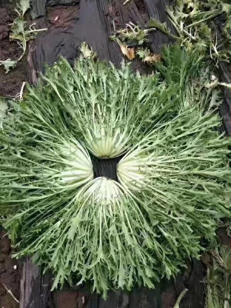 苦菊
