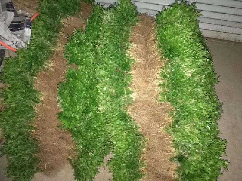 积壳苗枳壳苗积壳小苗构橘树苗柑橘嫁接砧木围园刺树苗
