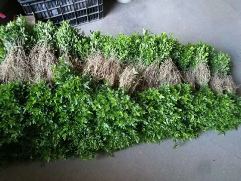 积壳苗枳壳苗积壳小苗构橘树苗柑橘嫁接砧木围园刺树苗