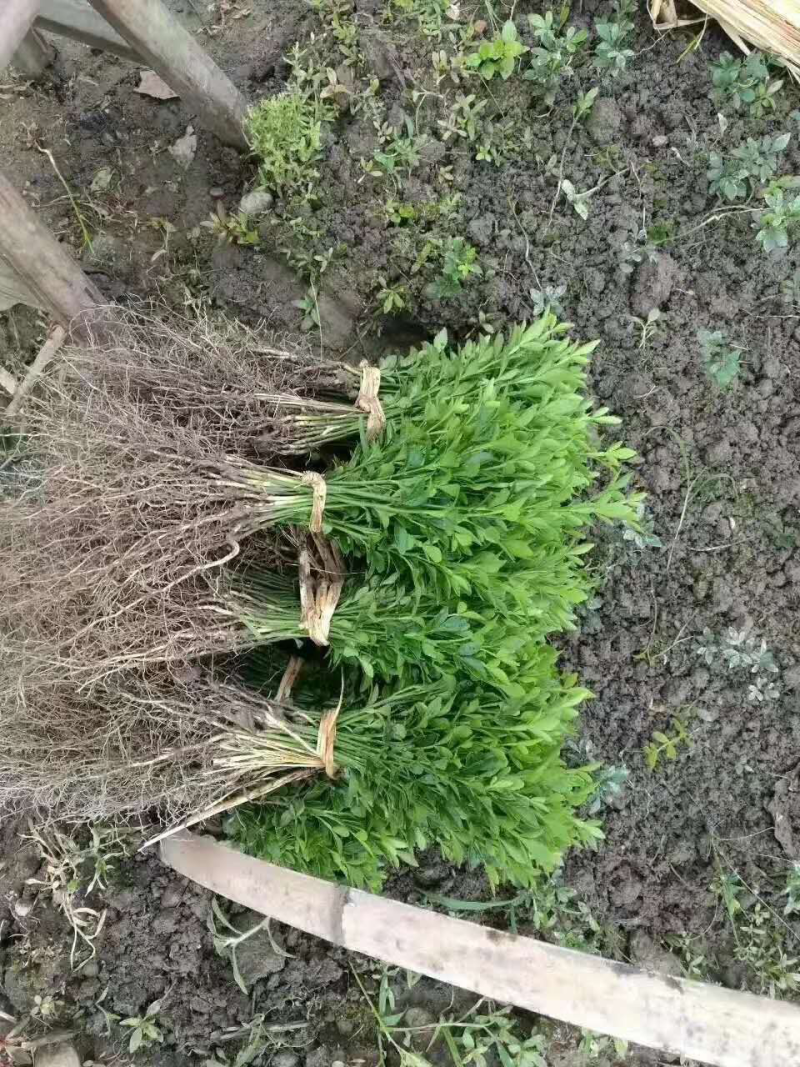 积壳苗枳壳苗积壳小苗构橘树苗柑橘嫁接砧木围园刺树苗