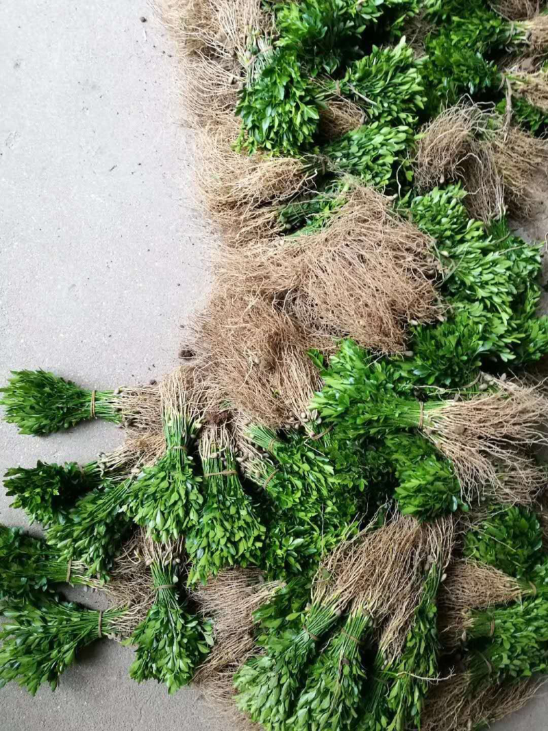 积壳苗枳壳苗积壳小苗构橘树苗柑橘嫁接砧木围园刺树苗