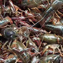 兴化启辰湖生态小龙虾。自产自消，肉质饱满。