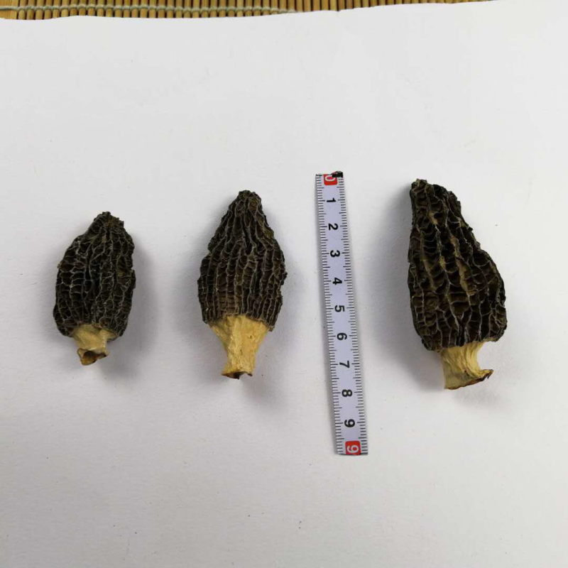 产地专业批发羊肚菌干货500克养殖食用菌特惠中大无脚鸟