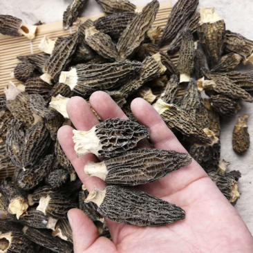 产地专业批发羊肚菌干货500克养殖食用菌特惠中大无脚鸟