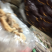 产地专业批发羊肚菌干货500克养殖食用菌特惠中大无脚鸟