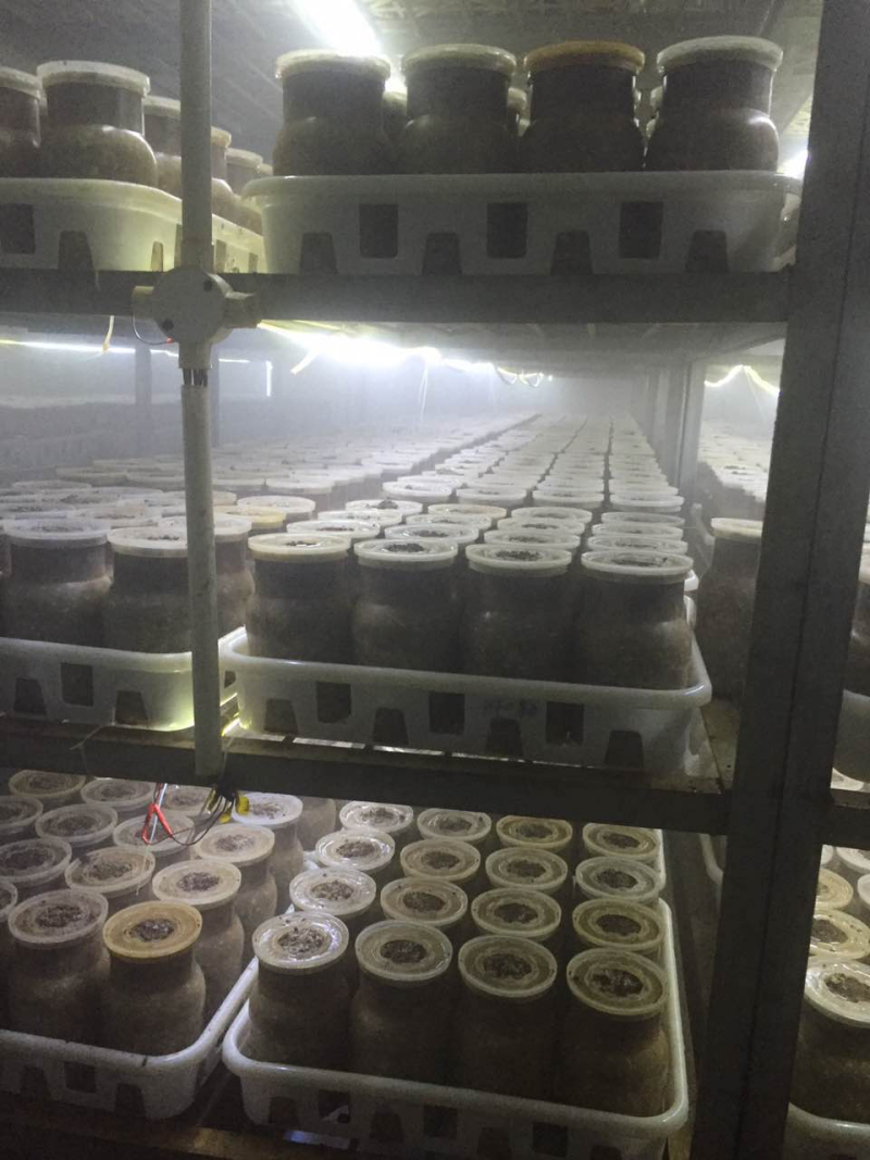 新鲜黑牛肝菌产地批发量大从优！