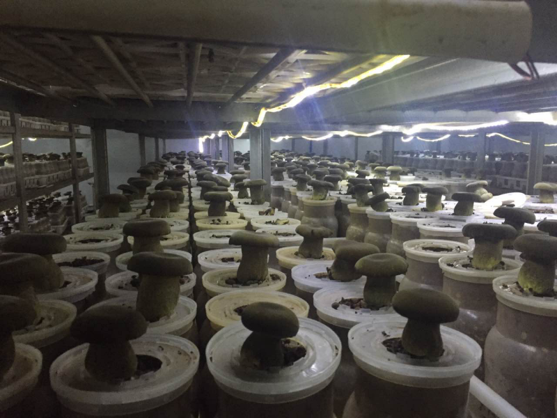 新鲜黑牛肝菌产地批发量大从优！