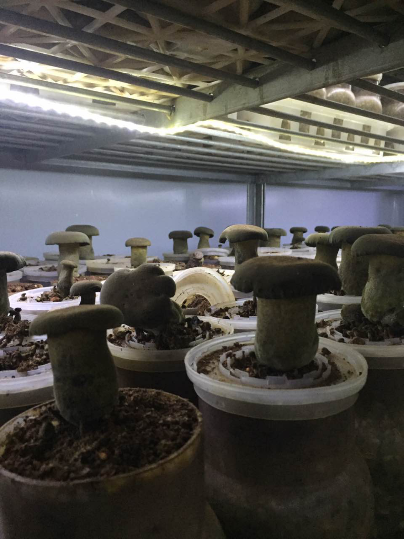新鲜黑牛肝菌产地批发量大从优！