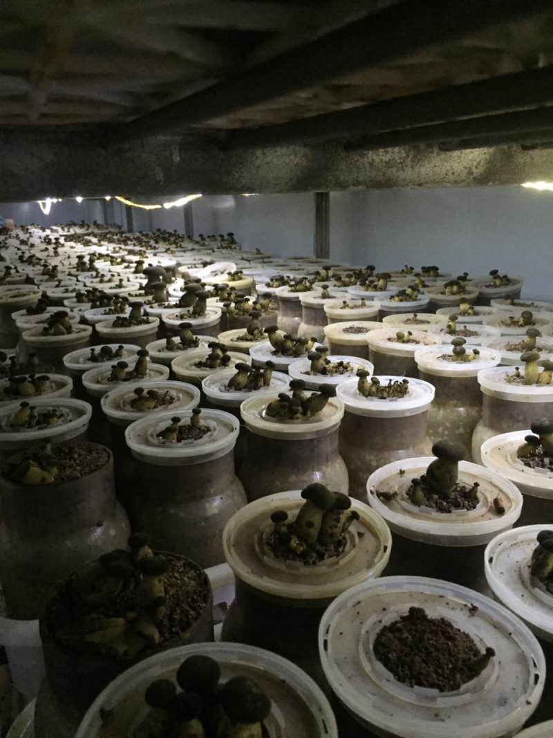新鲜黑牛肝菌产地批发量大从优！