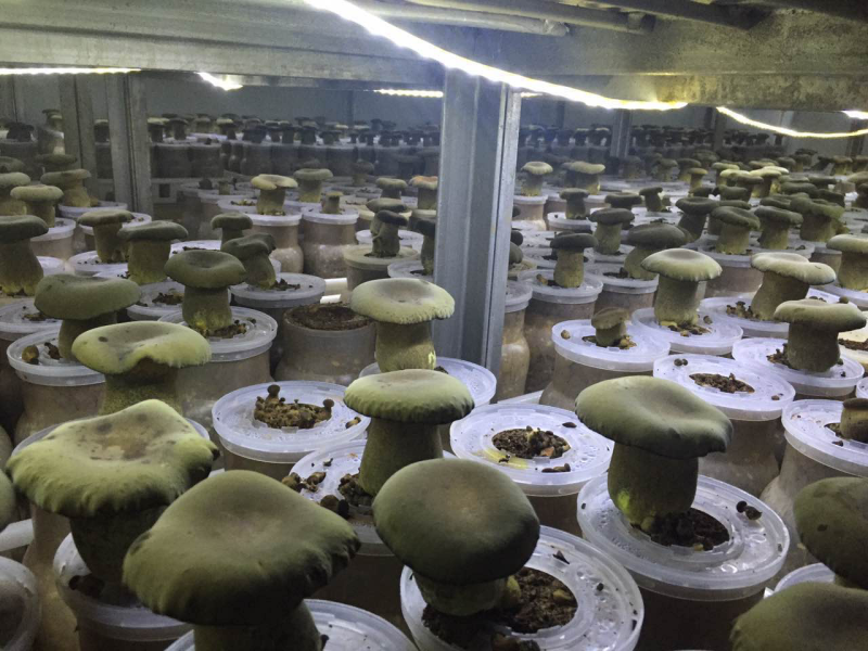 新鲜黑牛肝菌产地批发量大从优！