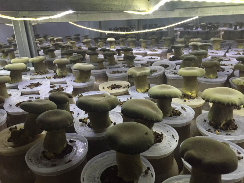 新鲜黑牛肝菌产地批发量大从优！