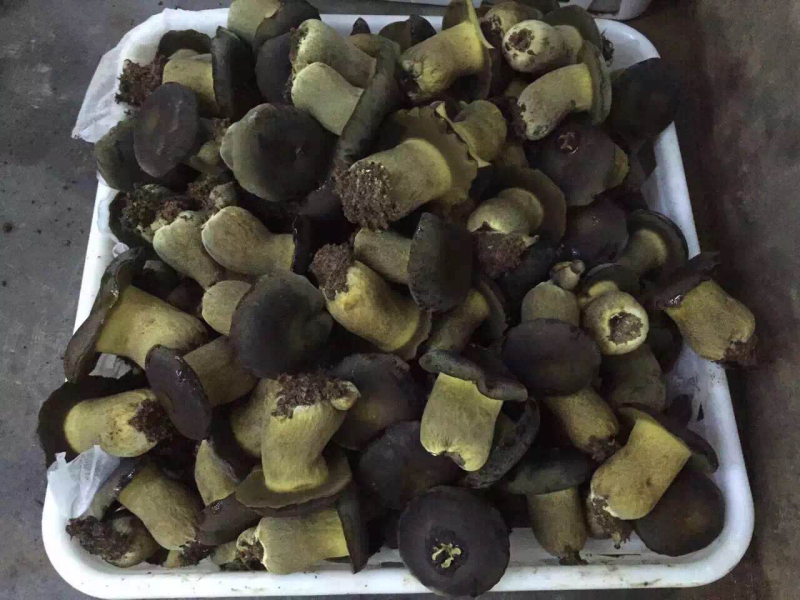 新鲜黑牛肝菌产地批发量大从优！