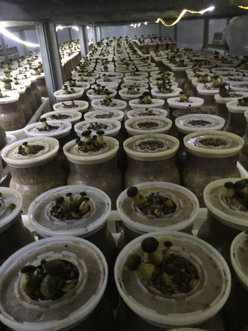 新鲜黑牛肝菌产地批发量大从优！