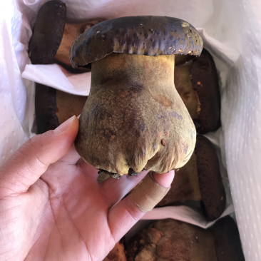 新鲜黑牛肝菌产地批发量大从优！